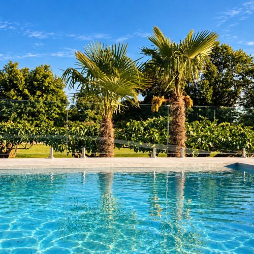 Piscina entre palmeras y frutales en un día soleado – casa rural Aprisco de Candeleda (Ávila)